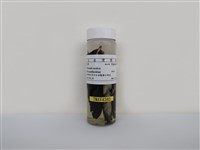 藏品(家燕)的圖片